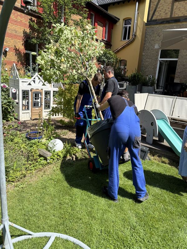 Drei Kollegen fahren einen hohen Baum im Kübel mit der Sackkarre über eine Terrasse