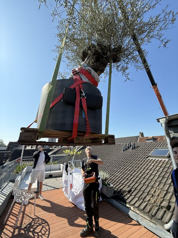 Über einer Dachterrasse schwebt ein großer Olivenbaum in seinem Pflanzkübel an Gurten
